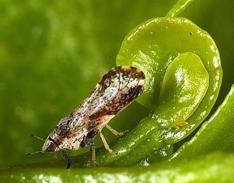 Asian_Citrus_Psyllid_adult_(detail)