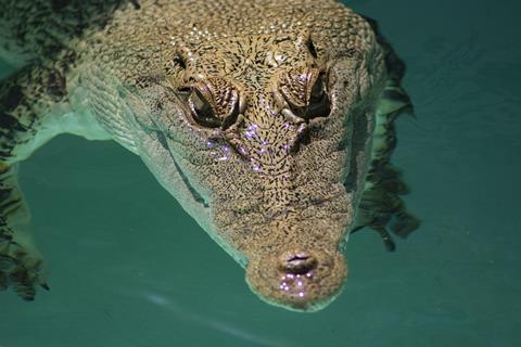 crocodile-4929825_1920