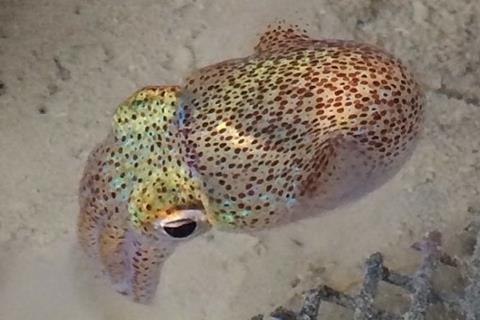 Hawaiian_Bobtail_Squid
