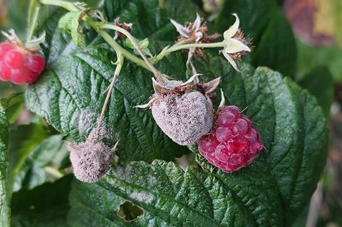 Botrytis cinerea mold on raspberries