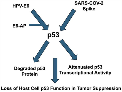 Low-Res_Figure2_Oncotarget (1)