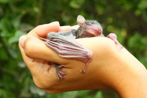 Egyptian_fruit_bat_baby