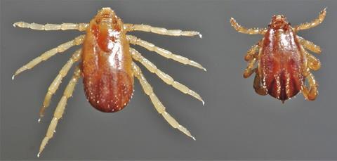 Rhipicephalus-microplus-ixodid-female-male