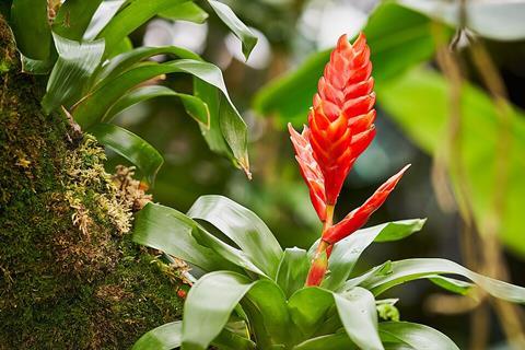 Vriesea_cv_(49359766691)