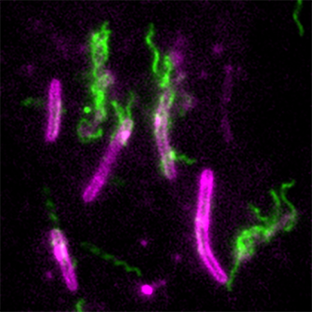 Flagellar Toxicity image