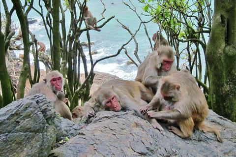 frontiers-microbiology-cayo-santiago-macaques-0