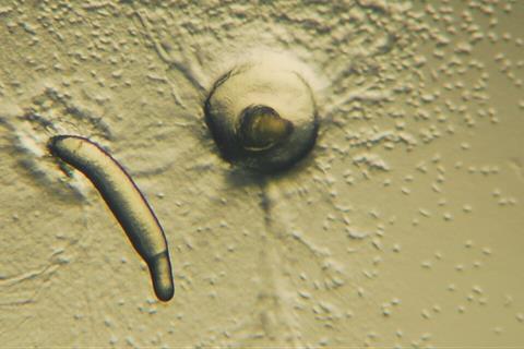 Dictyostelium_Late_Aggregation_1