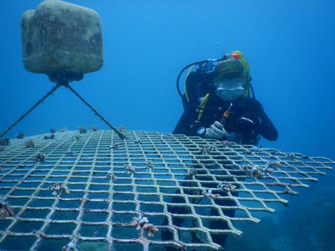 Dr Paige Strudwick sampling coral while attending to coral nurseries