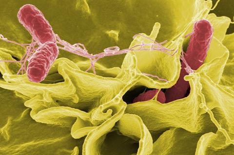 <i>Salmonella typhimurium</i> SEM