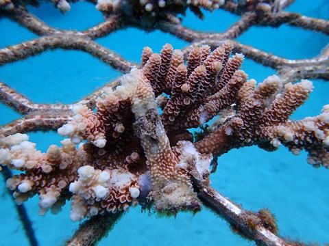 Coral growing over a biodegradable tie