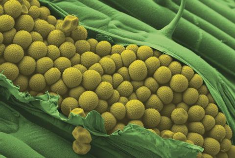 Yellow Rust spores erupting from the surface of a wheat lea. Puccinia striiformis var. tritici. Credit K. Findlay