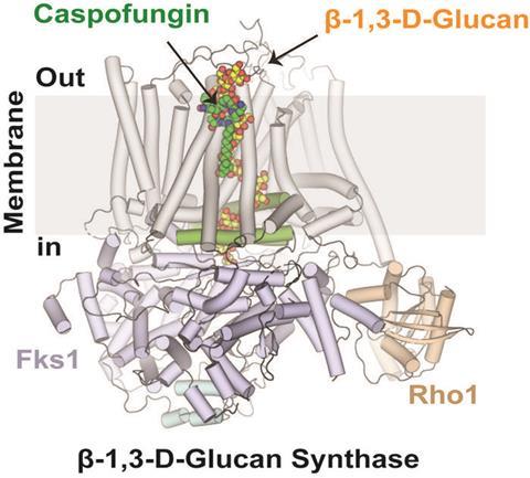 Low-Res_Fks_CFN_041626_v3