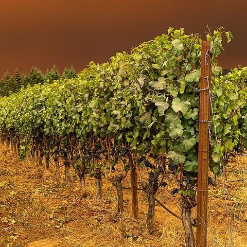 Vineyard_and_smoke_-_Flickr_-_docoverachiever