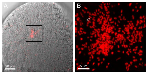Low-Res_Close-up detail of endosymbiotic bacteria cells (Cardinium, in red) within an ostracod egg Credit Schon and Chimileski, Proc. Royal Soc. B (2025)