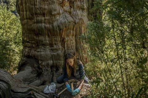 Low-Res_06_Chile_Fungi__D355244 (1)