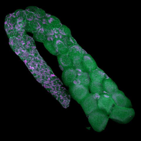 Low-Res_Ostracod ovarium with endosymbiotic bacteria (Cardinium) in magenta Credit Schon and Chimileski, Proc. Royal Soc. B (2025)