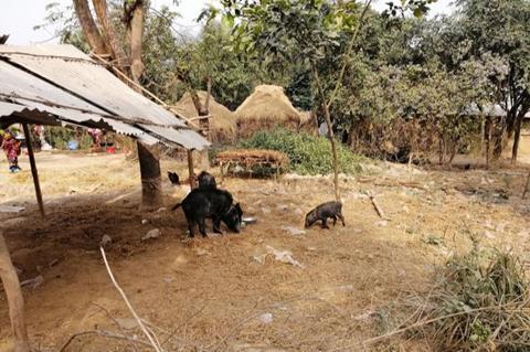 Low-Res_Pigs Bangladesh 1 Credit International Centre for Diarrhoeal Disease Research