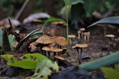 mushrooms-g47555b070_1920