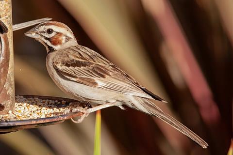 Lark_Sparrow_at_a_bird_feeder,_Los_Angeles,_California_(50035832171)