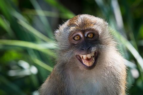 Macaca_fascicularis_in_Tarutao_National_Marine_Park