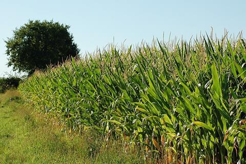 Zea mays