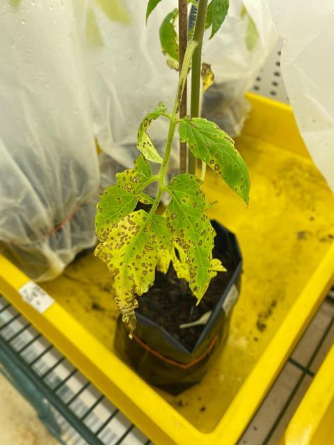 Tomato plant heavily infected by Xanthomonas pathogen