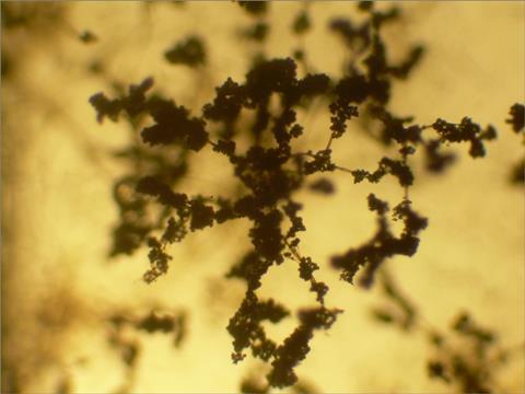 Trichoderma_conidiophores_16X