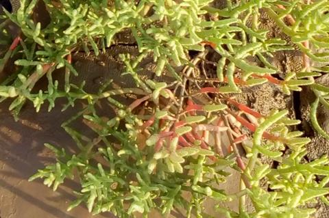 Salicornia brachiata plant