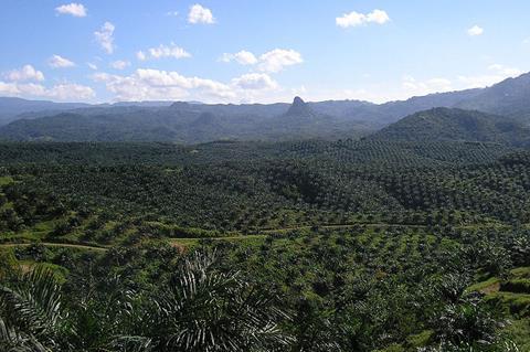 800px-Oil_palm_plantation_in_Cigudeg-05