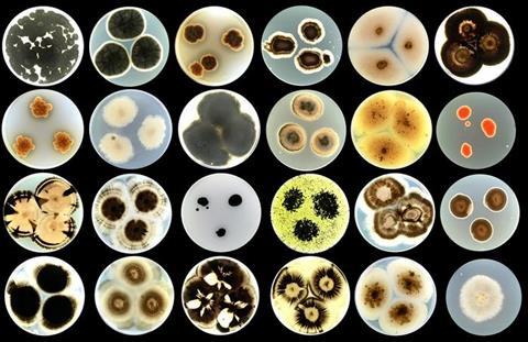 Low-Res_Fungal_cultures_Project_REMEDY_by-ana-gubenšek