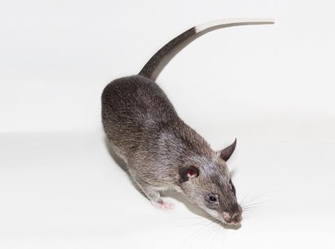 African Giant Pouched Rat (<i>Cricetomys gambianus</i>