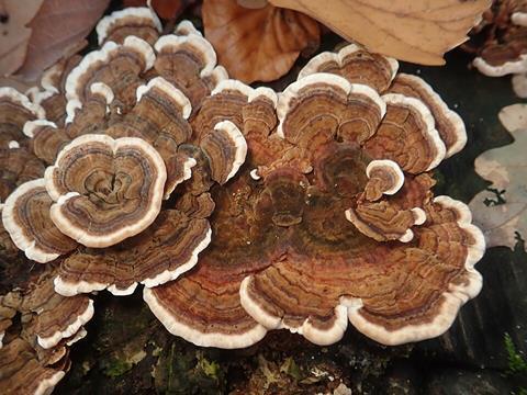 Trametes_versicolor_103224053