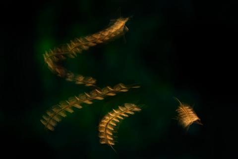 Low-Res_Picture_MOPelanek_1