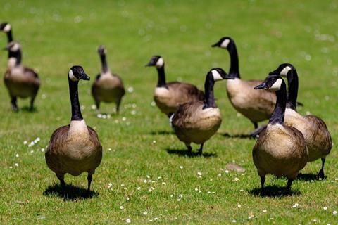 geese-3486627_1280