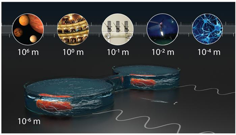 Low-Res_Synchronisation bacteria