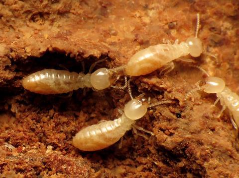 Termites_(30864662314)