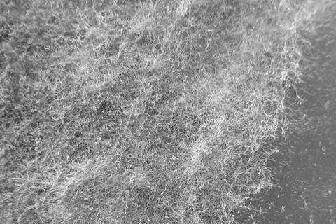 Botrytis_cinerea-NW-JS-1