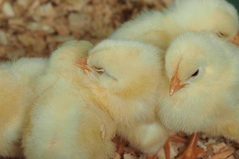 Chicks_20220515_122537