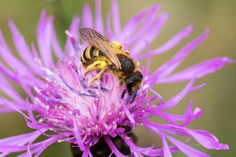 bee-7295252_1280