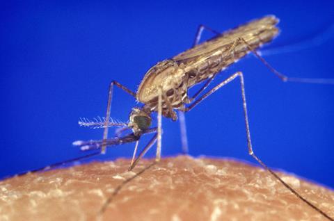 Anopheles gambiae mosquito feeding