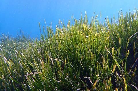 Posidonia_oceanica_(L)