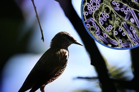 Photo of a wild bird. In the upper right corner is a colorized transmission electron micrograph of H5N1 virus particles (purple).