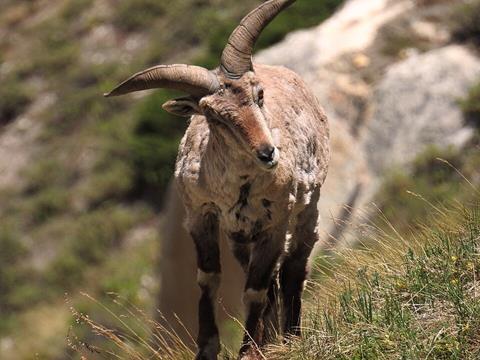 Bharal_in_the_Wild