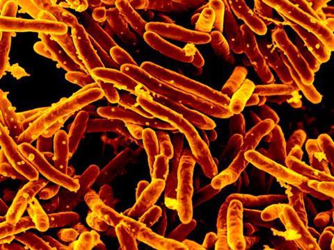 Mycobacterium_tuberculosis_MEB_(1) (1)