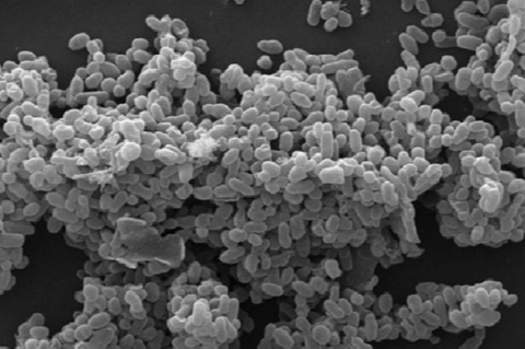 Scanning_electronic_micrograph_of_Akkermansia_muciniphila (2)