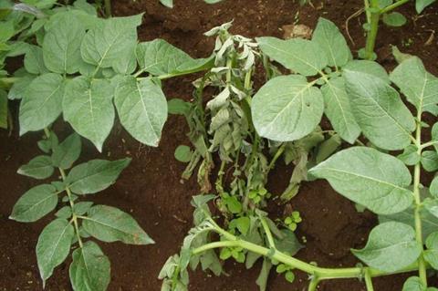 Low-Res_Amilcar Sanchez - wilted potato.jpg