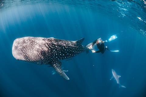 Nature-SAW2026-whale-shark-CREDIT-Rob Harcourt-HR