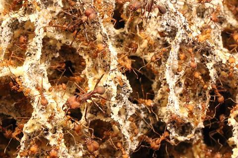 Ant_1100