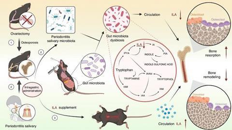 Low-Res_IJOSB_36_3_Picture (1)