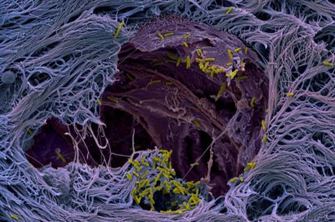 Low-Res_2024_Jenal_News_NatureMicrob_Comms_small
